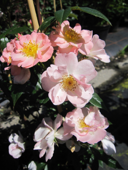 Kletterrose Open Arms